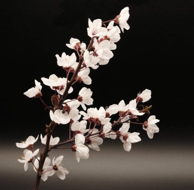 Siyah arkaplanda beyaz meyve çiçeklerinin fotoğrafları, stüdyo fotoğrafları, çiçeklerin makro fotoğrafları.,