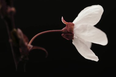 Siyah arkaplanda beyaz meyve çiçeklerinin fotoğrafları, stüdyo fotoğrafları, çiçeklerin makro fotoğrafları.,
