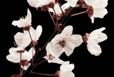 Siyah arkaplanda beyaz meyve çiçeklerinin fotoğrafları, stüdyo fotoğrafları, çiçeklerin makro fotoğrafları.,