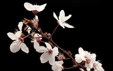 Siyah arkaplanda beyaz meyve çiçeklerinin fotoğrafları, stüdyo fotoğrafları, çiçeklerin makro fotoğrafları.,