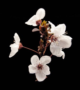 Siyah arkaplanda beyaz meyve çiçeklerinin fotoğrafları, stüdyo fotoğrafları, çiçeklerin makro fotoğrafları.,