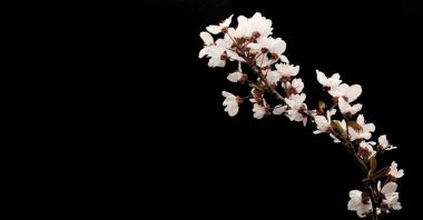 Siyah arkaplanda beyaz meyve çiçeklerinin fotoğrafı, reklam için yeri olan fotoğraf, tanıtım metnin veya reklam içeriğin için boş alan, yatay fotoğraf,