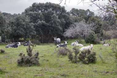Kastilya otlağındaki sığırların fotoğrafı.,