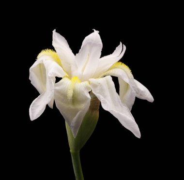 Beyaz İris çiçeği, yakın plan, makro fotoğraf, siyah arkaplan,  