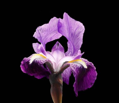 Leylak çiçeği, yakın plan, makro fotoğraf, siyah arkaplan., 