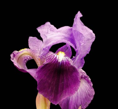 Leylak çiçeği, yakın plan, makro fotoğraf, siyah arkaplan., 