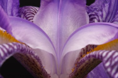 Leylak çiçeği, yakın plan, makro fotoğraf, siyah arkaplan., 