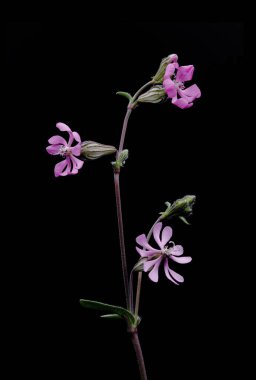 Çiçek Clarkia xantiana, küçük yabani bitki, leylak rengi, yukarı, makro fotoğraf, siyah arkaplan,