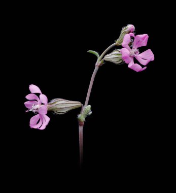 Çiçek Clarkia xantiana, küçük yabani bitki, leylak rengi, yukarı, makro fotoğraf, siyah arkaplan,