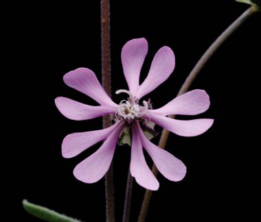 Çiçek Clarkia xantiana, küçük yabani bitki, leylak rengi, yukarı, makro fotoğraf, siyah arkaplan,