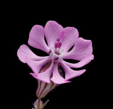 Çiçek Clarkia xantiana, küçük yabani bitki, leylak rengi, yukarı, makro fotoğraf, siyah arkaplan,