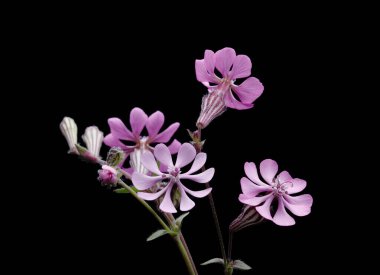Çiçek Clarkia xantiana, küçük yabani bitki, leylak rengi, yukarı, makro fotoğraf, siyah arkaplan,