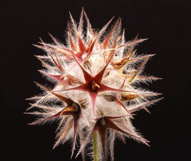 İlkbaharda, Yıldız Çiçeği İğnelik bitkisinin (Lomelosia micrantha) kurumuş çiçeklerinin yakın plan fotoğrafı.,