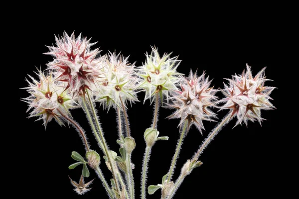 Fotografía Cerca Las Flores Secas Planta Star Flower Pincushion Lomelosia —  Fotos de Stock