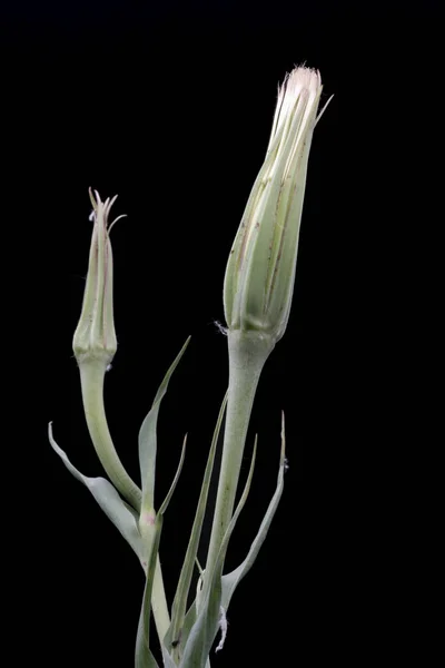 Tragopogon Porrifolius Kulináris Növény Kecskeszakáll Stúdió Lövés — Stock Fotó