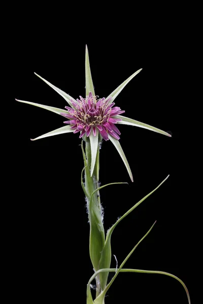 Tragopogon Porrifolius Planta Culinária Barba Cabra Tiro Estúdio — Fotografia de Stock