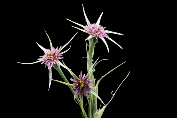 Tragopogon Porrifolius Pianta Culinaria Barba Capra Ripresa Studio — Foto Stock