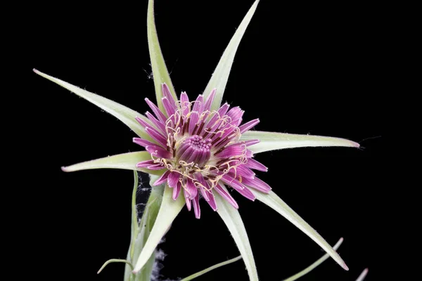 Tragopogon Porrifolius Pianta Culinaria Barba Capra Ripresa Studio — Foto Stock