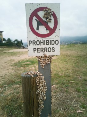 Salyangozların istila ettiği posterin ilginç bir fotoğrafı.