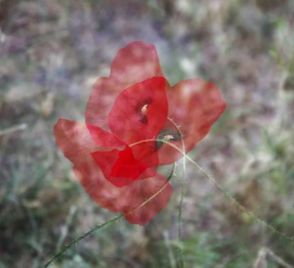 赤いケシの印象的な効果を持つ写真 — ストック写真