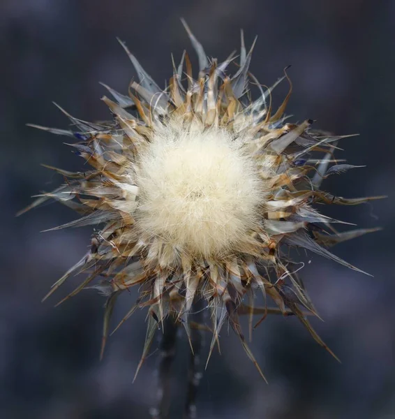 Empresyonist Çoklu Çekim Efektli Devedikeni Çiçeği — Stok fotoğraf