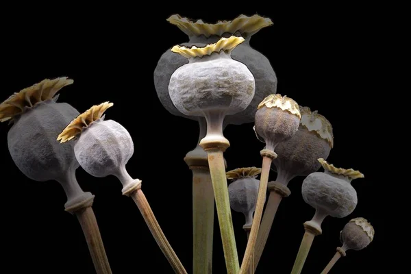 Foto Mit Impressionistischen Multishot Effekten Getrockneter Knospen Der Opiumpflanze — Stockfoto