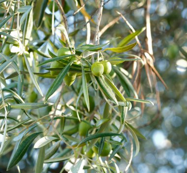 Zeytin dalında olgunlaşmamış yeşil zeytinler, Yaz sonu, Toledo, Castilla La Mancha, İspanya,