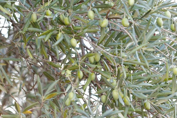 Unreife Grüne Oliven Auf Dem Olivenzweig Spätsommer Toledo Kastilien Mancha — Stockfoto
