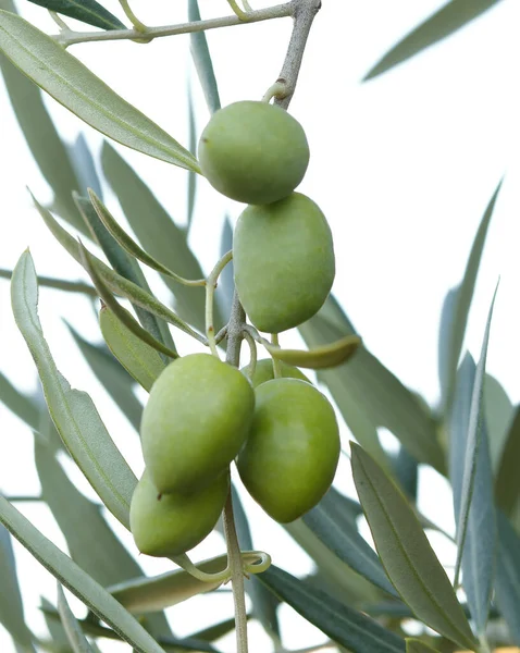 Aceitunas Verdes Inmaduras Rama Olivo Finales Verano Toledo Castilla Mancha — Foto de Stock