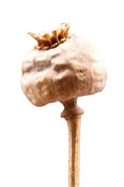 Kurumuş afyon, sonbaharda kurutulmuş çayır çiçekleri, iç dekorasyon için, süs çiçekleri, seçici odaklı fotoğrafçılık, kurutulmuş ot dokusu, beyaz arka planda kurutulmuş afyon haşhaşı, 