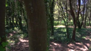 Arjantin 'de yemyeşil bir ormandaki ağaçlar