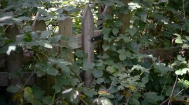 Buenos Aires kıyısındaki bir ormanda vahşi sarmaşıkların istila ettiği bahçe.