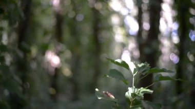 Arjantin 'de yemyeşil bir ormandaki ağaçlar