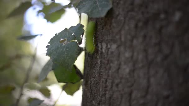 毛毛虫爬上长有常春藤叶的树干 — 图库视频影像