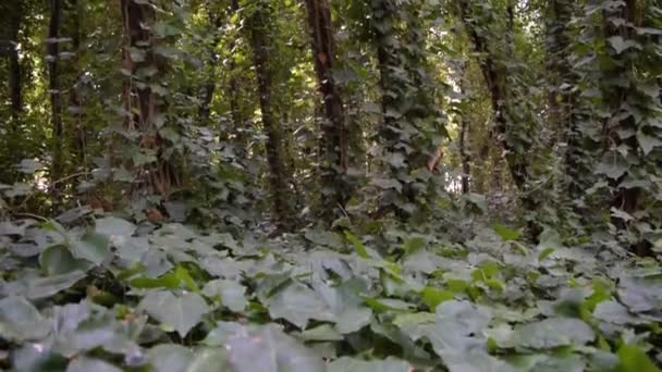 Δέντρα Ενός Καταπράσινου Δάσους Ένα Χωράφι Της Αργεντινής — Αρχείο Βίντεο