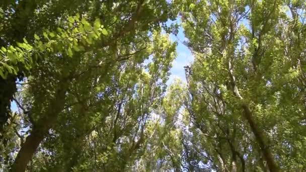 Árboles Frondoso Bosque Campo Argentina — Vídeos de Stock