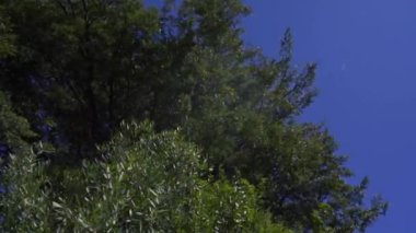 Arjantin 'de yemyeşil bir ormandaki ağaçlar