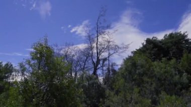 Güney Arjantin 'in çam ve otonom türlerinin Patagonya bitkisi