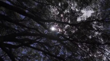 Arjantin 'de yemyeşil bir ormandaki ağaçlar