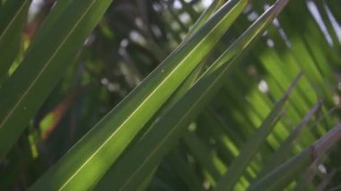 Bir ormanın bitki örtüsünün parçalarının yakın plan uçakları