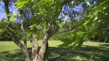 Arjantin 'de yemyeşil bir ormandaki ağaçlar