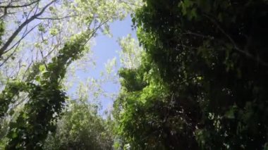 Arjantin 'de yemyeşil bir ormandaki ağaçlar