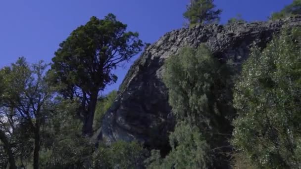 Pendiente Montaña Con Vegetación Alta Pinos — Vídeo de stock