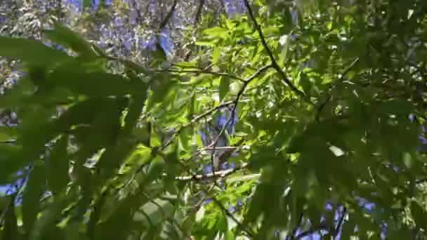 Arjantin Yemyeşil Bir Ormandaki Ağaçlar — Stok video