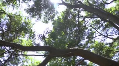 Arjantin 'de yemyeşil bir ormandaki ağaçlar