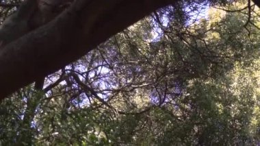 Arjantin 'de yemyeşil bir ormandaki ağaçlar