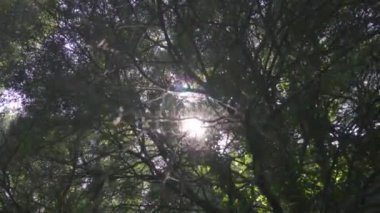 Arjantin 'de yemyeşil bir ormandaki ağaçlar