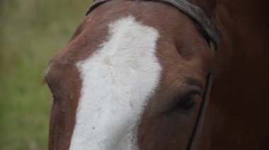 Dizginli bir atın yakın çekim görüntüleri.