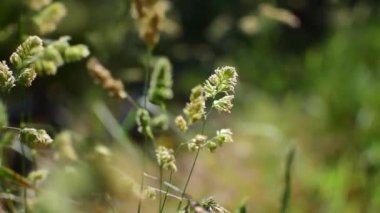 Yeşil yaz otlağı ve yakın çevre detaylarıyla kır çimlerine yakın güneşli bir gün.