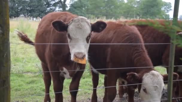 Συγκέντρωση Αγελάδων Κολλημένων Στον Φράχτη Περιμένοντας Φαγητό Τους Στα Χωράφια — Αρχείο Βίντεο